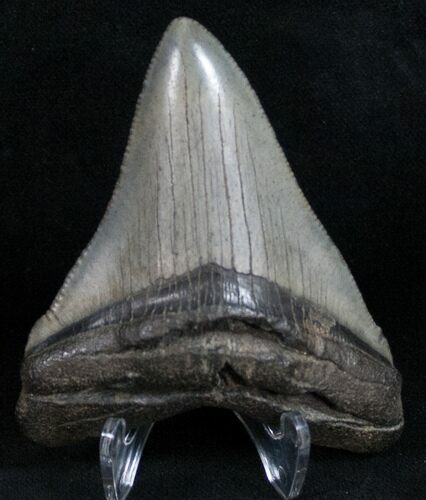 Nice Megalodon Tooth - South Carolina #11069